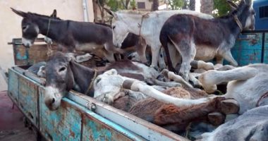 بالصور .. ضبط سيارة محملة بالحمير فى طوخ طنبشا بالمنوفية