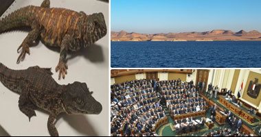 تماسيح بحيرة ناصر "ليست للبيع".. البيئة: وقعنا اتفاقية دولية بعدم المساس بالتمساح النيلى.. ونعد دراسة لإنشاء مزرعة لتربيتها للأغراض الاقتصادية.. وتكشف: عظامها تستخدم فى منتجات التجميل ولحومها تصدر لدول شرق آسيا