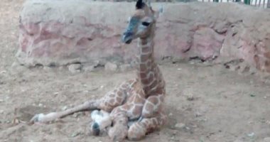 تحسن حالة ذكر الزراف "عزيز" بحديقة حيوان الجيزة وتناوله "لبن السرسوب"