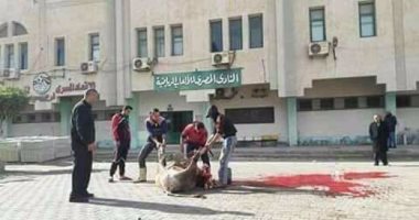 المصرى يذبح عجلا قبل مواجهة الأهلى