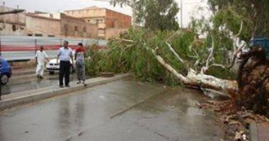 سقوط 6 أشجار بالطرق السريعة بسبب سوء الأحوال الجوية بالغربية