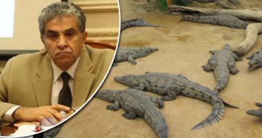 ننشر الخطة الكاملة لبرنامج "مزارع التماسيح النيلية" المقدم للبرلمان.. التشغيل التجريبى 2018 وبدء الإنتاج الفعلى خلال 2019 - 2021.. ووزارة البيئة تقدر أعداد التماسيح على سطح بحيرة ناصر بحوالى 3000