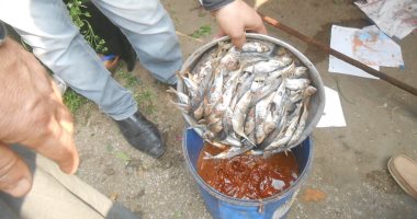 ضبط 2 طن سردين و200 كيلو بطاطس غير صالحة للاستهلاك الآدمى ببنى سويف