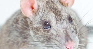 لو عضك فأر.. 5 إسعافات مهمة لازم تعملها لتقليل المضاعفات وإنقاذ حياتك