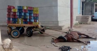 بعد نفوق حصان صعقا بالكهرباء.. أهالى إدكو يطالبون بسرعة تحرك المسئولين