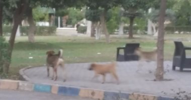 إعدام 20 كلبا ضالا فى حملة أمنية للطب البيطرى بالجيزة
