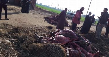 بالصور.. العثور على حمير مذبوحة وملقاة بالطريق فى الغربية