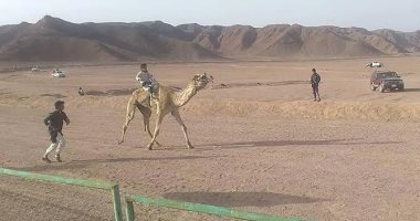 انطلاق سباق الهجن بطور سيناء