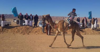 بالصور..الحويطات تفوز فى ختام سباق الهجن بجنوب سيناء