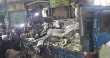 تداول صور لسيارة محملة بالحمير بالفيوم.. والأمن: تاجر والأهالى تعدوا عليه