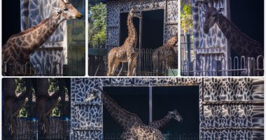 الزرافة سوسن تخرج من حالة الحداد بعد رحيل صغيرها "عزيز"