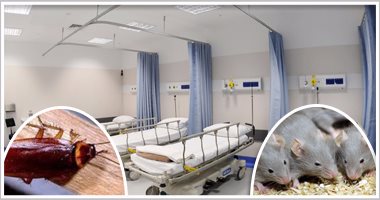 الفئران تتمخطر فى مستشفيات بريطانيا.. الإندبندنت: انتشار كثيف للصراصير والجرذان  فى المشافى الإنجليزية.. تكلفة مكافحة الآفات ازدادت بنسبة 26% فى 5 سنوات.. و5 آلاف مكالمة لطلب التطهير فى عام واحد
