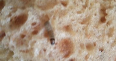 بالصور.. قارئ يرصد تواجد حشرات برغيف العيش فى القليوبية