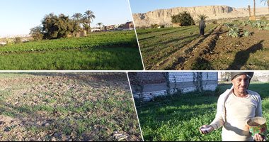 وزارة الزراعة: إجمالى المساحات المنزرعة بالفول البلدى 122 ألفًا و210 فدانًا
