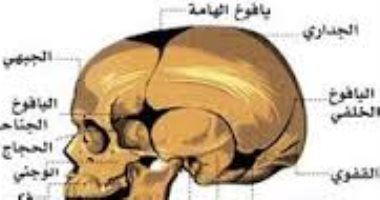 اقعد عدل يحتار الوجع فيك.. آلام الرقبة تتفاقم من الجلوس الخاطئ