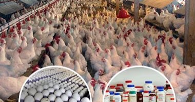 الدواجن تنخفض لـ20 جنيها من المزرعة والبيض بـ35.5 جنيها