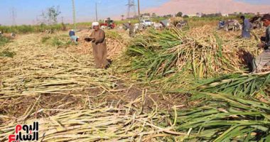 البيئة تبدأ منظومة مواجهة حرق سفير القصب للحد من مصادر تلوث الهواء