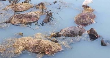 بالصور.. العثور على حمير مسلوخة فى أحد المصارف بالمحلة