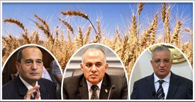 بالصور.. مصر تحصد القمح مرتين.. نجاح تجربة الزراعة بالتبريد وموسمان فى سبتمبر وفبراير.. 5 وزراء يشهدون الحصاد الأسبوع المقبل.. وفريق البحث: توفر مياه الرى وتزيد العائد 40% ونحن أول من يطبقها فى العالم