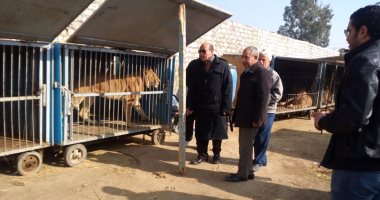 بالصور.. العثور على 8 أسود داخل مبنى بأرض زراعية فى بركة السبع بالمنوفية