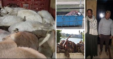 "التموين والطب البيطرى" يطاردان الحمير بالمحافظات.. العثور على 51 حمارا مذبوحا بكفر الشيخ.. و30 أخرى قبل ذبحها فى طنطا.. ومقبرة لـ 250 حمارا بمنطقة جبلية فى سوهاج