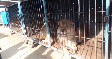 ترحيل الأسود من بركة السبع بالمنوفية لخطورتها على حياة المواطنين