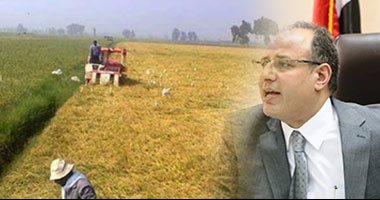 "البحيرة" نقطة الانطلاقة الأولى لزراعة الأرز بالتكثيف.. "الرى": نجاح التجربة يوفر 250 مليون متر مياه.. و"الزراعة" تستنزف الموارد المائية وتستهلك 63.5 مليار متر.. ولا إعفاء للمخالفين من الغرامات
