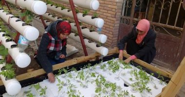 بالصور.. شباب دمياط يستغلون الأسطح فى "الزراعة بدون تربة"