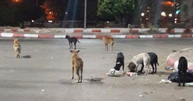 قارئ يطالب محافظة القاهرة بالتصدى للكلاب الضالة بالتجمع الأول