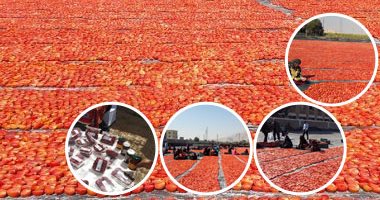 بالصور.. الطماطم المجففة خير ورزق فى الصعيد.. الأقصر تنتج 5% من إجمالى المحصول.. المحافظة تصدر " المجنونة" للبرازيل والأرجنتين وإيطاليا وفرنسا.. ووكيل الزراعة: نسعى لتحسين زراعتها باستخدام تقنيات حديثة