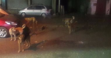 أهالى منطقة السلخانة بحى السيدة زينب يشتكون من انتشار الكلاب الضالة 
