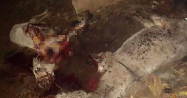 ضبط 4 أشخاص أثناء ذبحهم حمارين وسلخ جلودهما لبيعها بدمياط