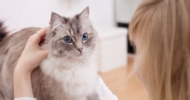 انتبه.. تربية القطط تعرضك لمرض الزهايمر والشلل الرعاش والسرطان