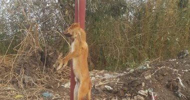 فى واقعة غريبة.. شنق كلب بعامود كهرباء بالشرقية