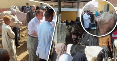 تقرير حكومى: تحصين 3.4 مليون رأس أبقار وجاموس ضد مرض الحمى القلاعية