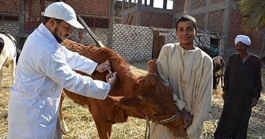 بيطرى قنا: تحصين 50 ألف رأس ماشية من الأمراض الوبائية 