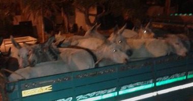 قارئ يرسل صورا لسيارتين محملتين بـ80 حمارا قبل ذبحها فى محافظة البحيرة