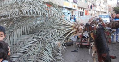 مصرع شاب عقب سقوط نخلة عليه بسبب سرعة الرياح الشديدة بدمياط
