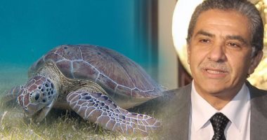 "السلاحف البحرية بين الفوائد والأساطير".. وزير البيئة: صيدها مخالف للقانون وشرب دمها لتقوية المناعة خرافة.. ونشن حملات لضبط مروجيها.. ومسئول بالمحميات: وجودها يحدث توازنا بيئيا لتناولها قنديل البحر
