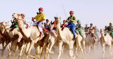 إنجازات غير مسبوقة.. كيف أعادت الدولة المجد لرياضة سباقات الهجن؟