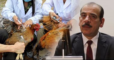 "الصحة": مصر خالية من الإصابات البشرية بأنفلونزا الطيور منذ 6 أشهر.. الطب الوقائى: السلالة الجديدة من الفيروس تصيب الطيور فقط.. توزيع 250 ألف عبوة "تاميفلو" على المستشفيات.. واتخاذ كافة الإجراءات الاحترازية