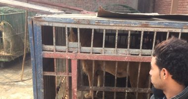 النيابة تأمر باستدعاء مدرب الأسود محمد الحلو فى واقعة حمير مزرعة الخانكة