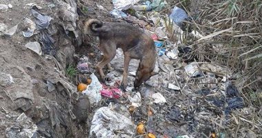 بالصور.. القمامة تحاصر شوارع عزبة شعبان فى السنبلاوين والأهالى يستغيثون