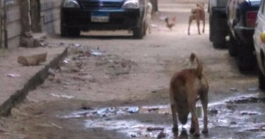 شكوى من الكلاب الضالة بشارع عثمان بالزيتون..والأهالى يطالبون الحى بالتدخل