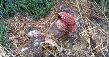 بالصور.. العثور على 12حمارا مذبوحا ومسلوخا بمصرف تطاى بالسنطة
