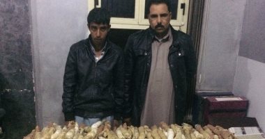 حبس تجار مخدرات بالسويس 15 يوما لاتهامهم بمحاولة تهريب 250 كيلو بانجو
