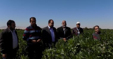 بالصور.. وكيل زراعة جنوب سيناء يتفقد إحدى مزارع الفول البلدى