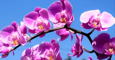 عبد الرحيم المرشدى يكتب : زهرة الأوركيدا