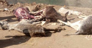 ضبط حمير مذبوحة ومسلوخة بقرية شبرا باص بالمنوفية