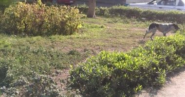 الكلاب الضالة تزعج سكان شارع السباق فى مصر الجديدة 